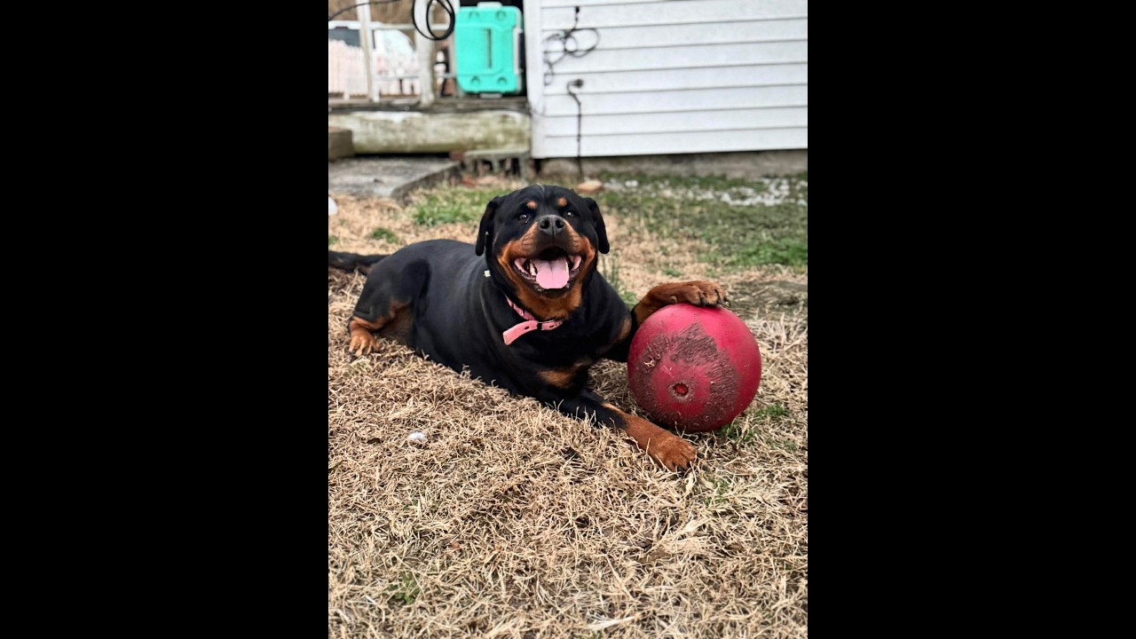 STITCH, a ADOPTABLE Rottweiler in Chapel Hill, NC video 6/6