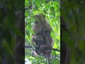 Monkeywild Monkey Wildlife Documentary