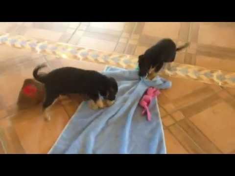 Sasha & Suki (Sasha with bandage)