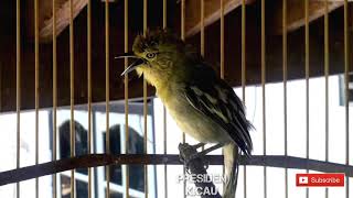 Download lagu SIULAN KHAS BURUNG SIRTU bikin burung lain emosi mp3