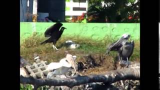 preview picture of video 'Pelicano pardo con leucismo. Puntarenas, Costa Rica 2013-2014'