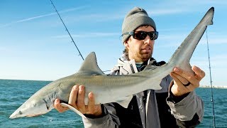 Fishing for BABY Sharks