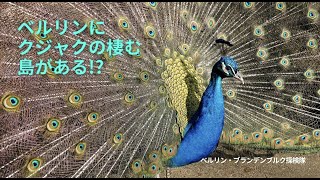 【ベルリン観光】クジャク放し飼いの島!? しかもユネスコ世界遺産!?