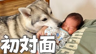 赤ちゃんと初対面したシベリアンハスキーの反応が感動的すぎました…