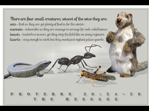 Proverbs 30:24-28,33 - Four things on the earth that are small but very wise
