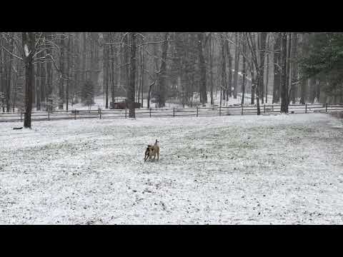 Anatolian Shepherd vs Belgian Malinois - best friends at play