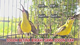 Download lagu THE SOUND OF FEMALE OLIVE-BACKED SUNBIRD CALLING TO STIMULATE YOUNG OLIVE-BACKED SUNBIRD TO SOUND mp3