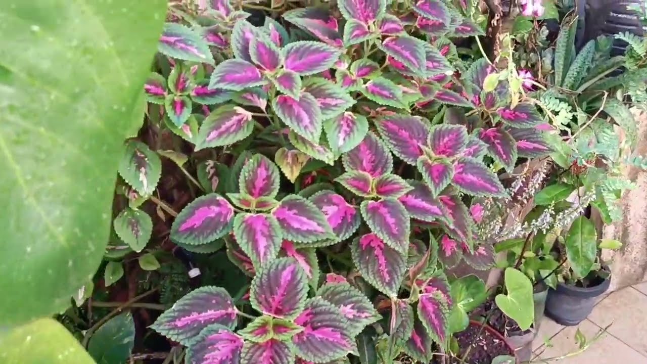 como eu faço minhas mudas para levar para o sítio