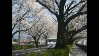 preview picture of video '群馬県桐生市　新桐生駅前　桜並木　2014年4月8日'