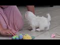 Morkie dogs for sale: Holly - Video 1