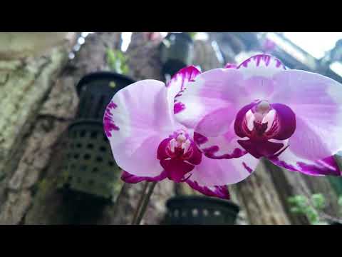 Finca Dracula. Cerro Punta, Panama