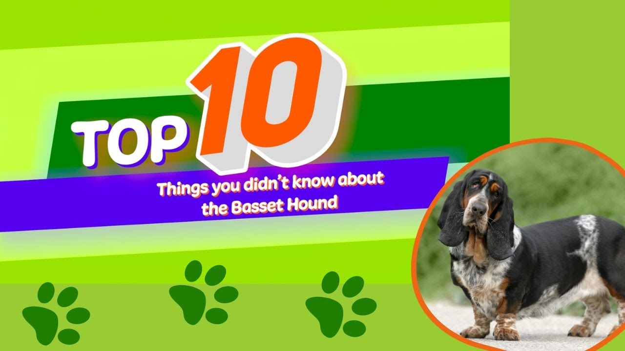 10 Things You Didn't Know About The Basset Hound