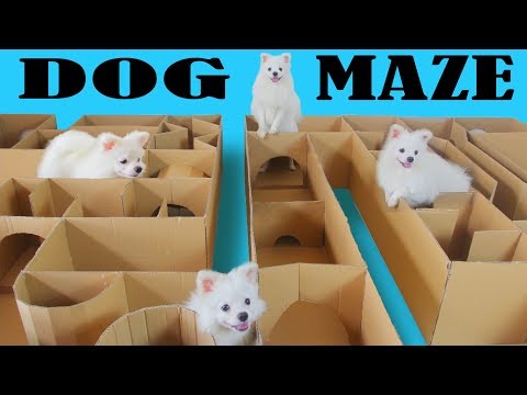 New Maze From Cardboard For Snowball Dog And Hugo Hamster