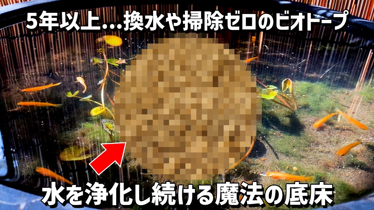 【メダカのビオトープ】5年以上も換水・掃除回数ゼロを可能にする魔法の底床（赤玉土）の2大メリットとは!?