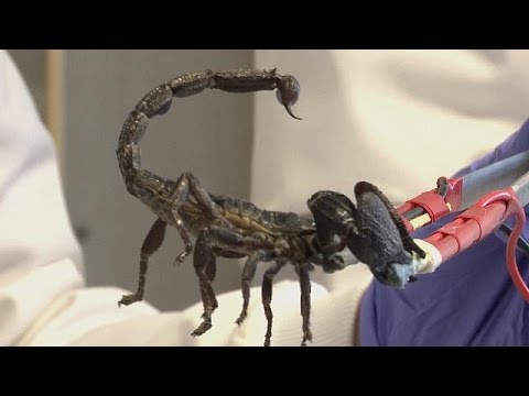 Scorpion venom to fight superbugs - Science