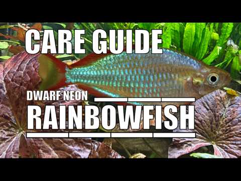 Dwarf Neon Rainbowfish Species Profile Care Guide Aquarium Tropicalfish Tank Boesemans