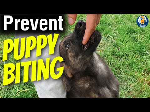 How To Stop Puppy Biting: Avoid Mistakes With Susan Garrett's Backup Plan #234 #podcast