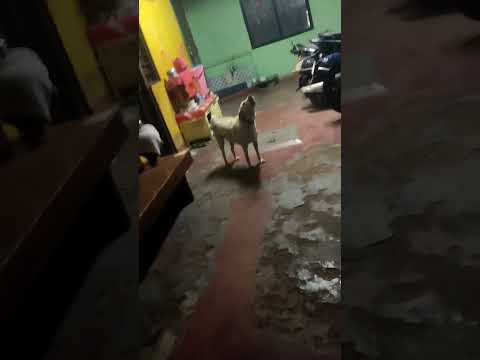 #adoptionalert  Kaahe Na Laage I Advaita I Cover Song by Bikash Chettri I Rock classical Fusion song