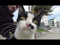 Petting A Cute Meowing Tuxedo Cat