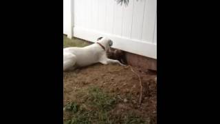 Dog digs under a fence to play with BFF
