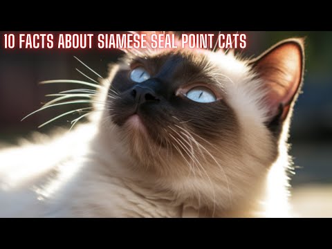 10 facts about Siamese Seal Point Cats