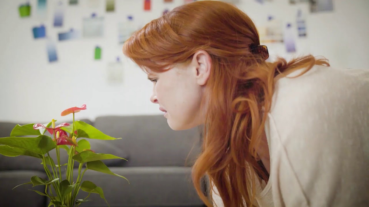 Harmonia Solid short film trailer