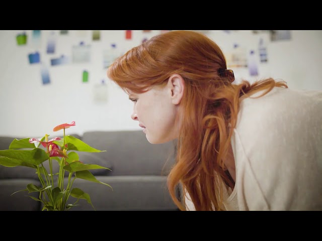 Harmonia Solid short film trailer