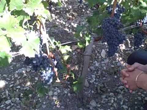 Chateau Latour  – a preview of the 2009 vintage