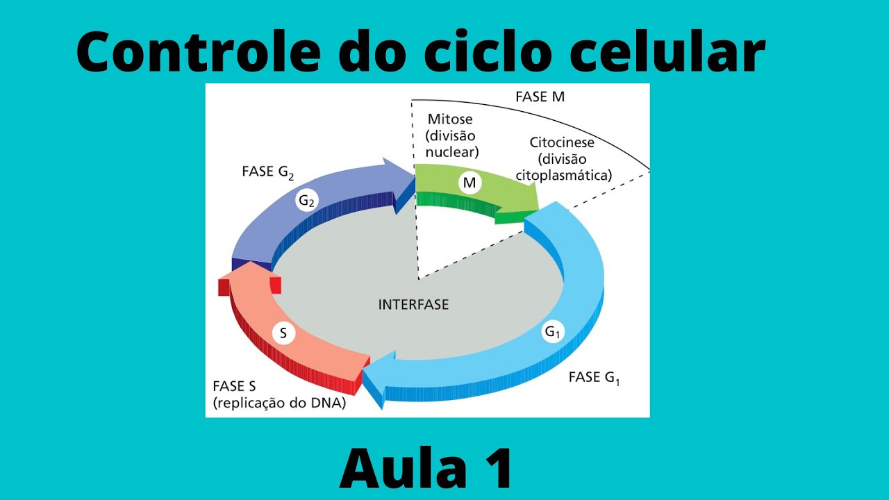INTRODUÇÃO AO CONTROLE DO CICLO CELULAR-AULA 1