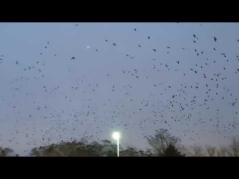 Hitchcock Would Be Proud