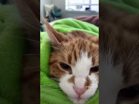 YouTube video about: What is dog food lid backwards?