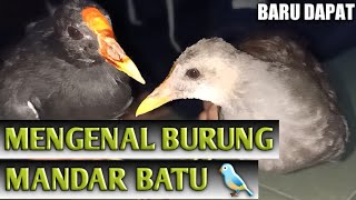 Download lagu MENGENAL BURUNG MANDAR BATU 🐦 mp3
