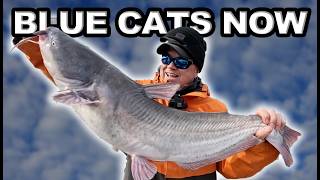Catfish Can't Resist Fresh Gizzard Shad