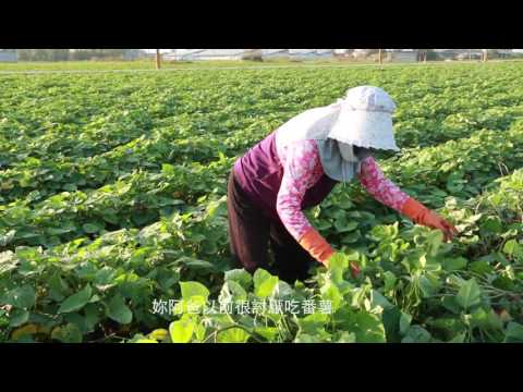 佳作獎-地瓜的滋味