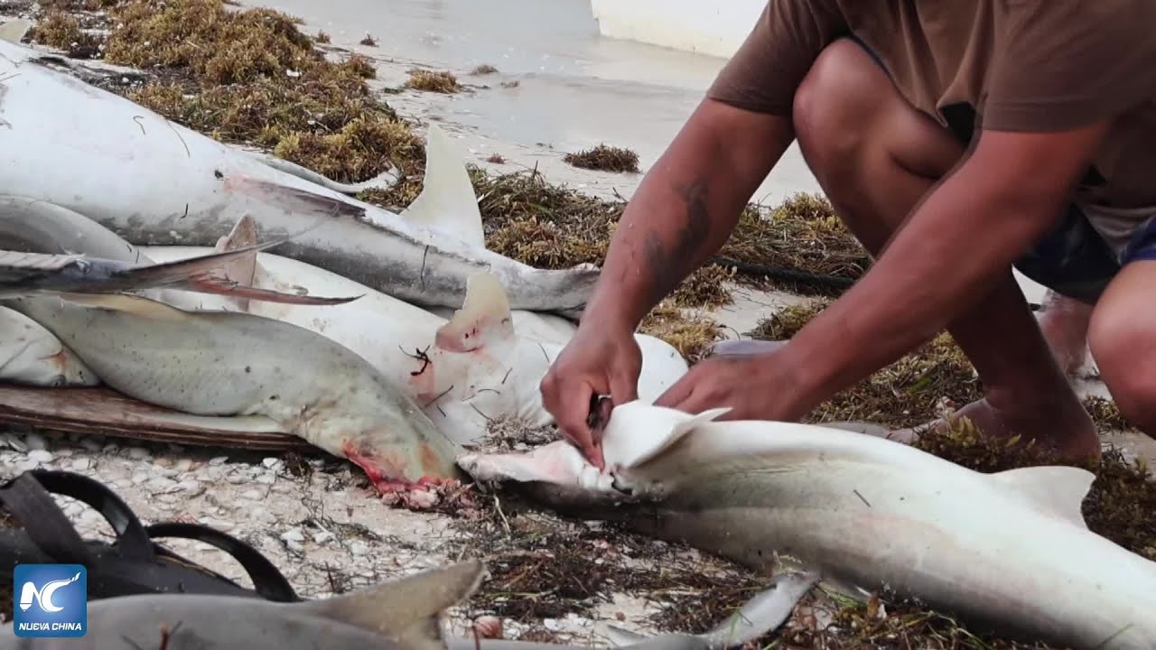 Proyecto científico en sureste de México busca anticipar mareas rojas y proteger economía costera