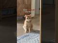 What It S Like To Live With An Orange Cat Part 9