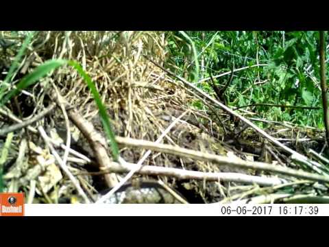 Ringslang De Veluwe 2