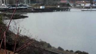 preview picture of video 'Rare Doubleheaded Amtrak Cascades #510 at Bellingham!'