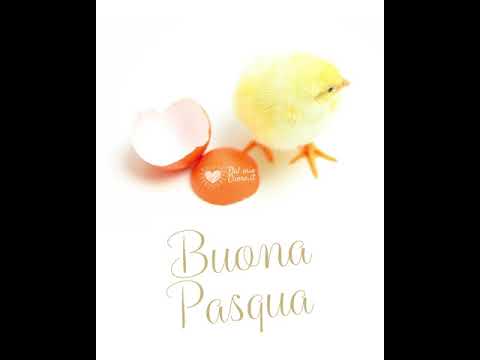 Buona Pasqua. Video con tenero pulcino