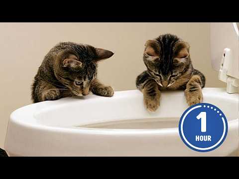 These CATS are too FUNNY! 🤣 | New Cat Videos 2025