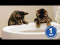 These CATS are too FUNNY! 🤣 | New Cat Videos 2025