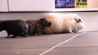 preview picture of video 'Free Ranging Hairless Guinea Pig Babies'