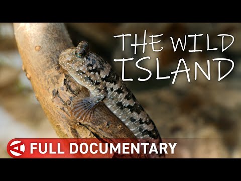 New Caledonia: The Lost World of Rare Creatures