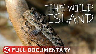New Caledonia: The Lost World of Rare Creatures MQDEFAULT Thumbnail