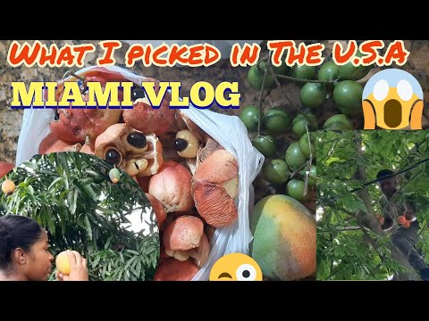 Picking Ackee, Guinep and Mango