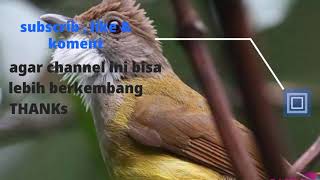 Download lagu masteran cucak jenggot berjeda 2-3 menit di sertai gemercik air mp3