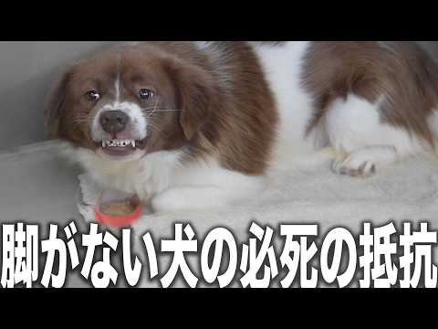 【動物後進国】愛護センターに溢れる怪我した犬の数々...減少傾向にあるもののいまだに耐えない脚部欠損の犬たちを助けに徳島愛護センターへ保護に