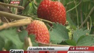 preview picture of video 'Cueillez vos fraises vous-mêmes ! (Seclin)'