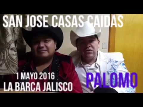 Palomo en San José Casas Caídas Mun La barca jalisco 1 mayo