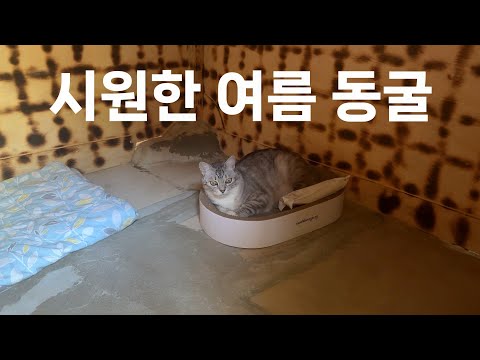 무더운 여름철 명당자리 차지한 고양이